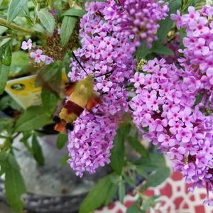 Meet your Posher, Maureen